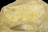 Fossil Plesiosaur (Zarafasaura) Tooth - Morocco #119666-2